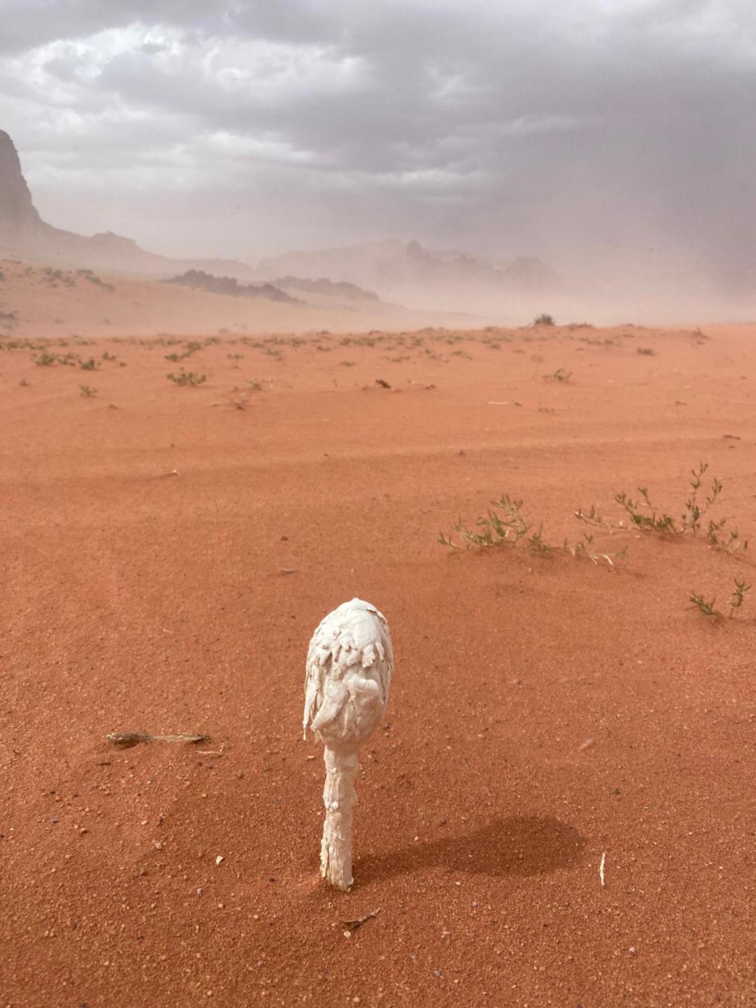 ホテル Desert Hawk ワディ ・ラム エクステリア 写真