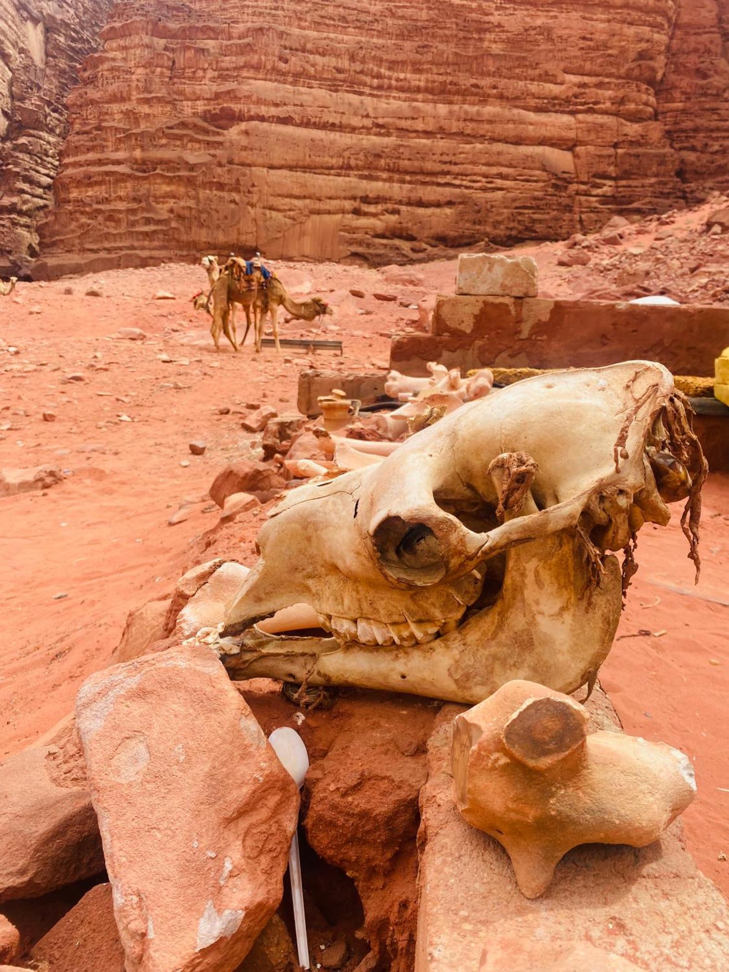 ホテル Desert Hawk ワディ ・ラム エクステリア 写真